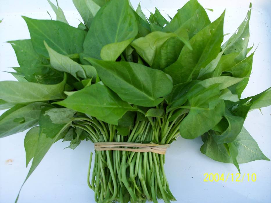 福薯7—6(福薯7-6) 福薯7—6(福薯7-6)
