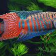 兔子魚