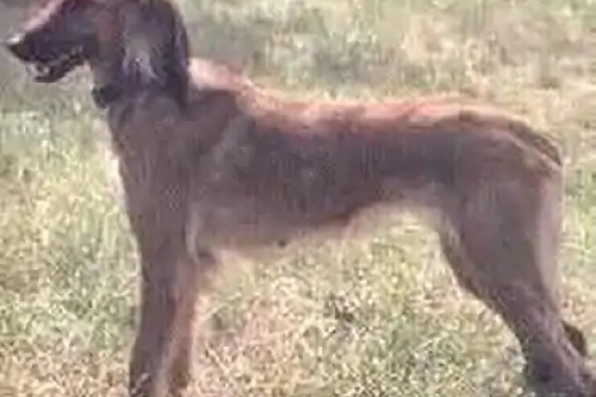 泰西獵犬 泰西獵犬