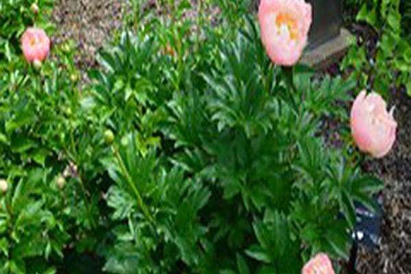 Paeonia \x27Pink Hawaiian Coral\x27 Paeonia \x27Pink Hawaiian Coral\x27