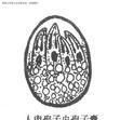 肉孢子蟲