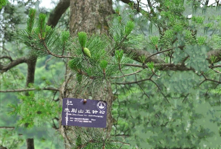 大別山五針松YS