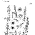 早熟豬毛菜 早熟豬毛菜