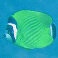 魏氏蝴蝶魚(黑尾蝶) 魏氏蝴蝶魚(黑尾蝶)