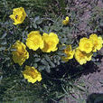 腺葉薔薇 腺葉薔薇