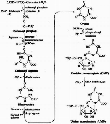 嘧啶核苷酸的生物合成