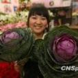 紫玉甘藍 紫玉甘藍