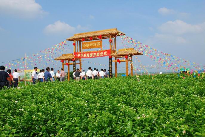 橫縣中華茉莉園