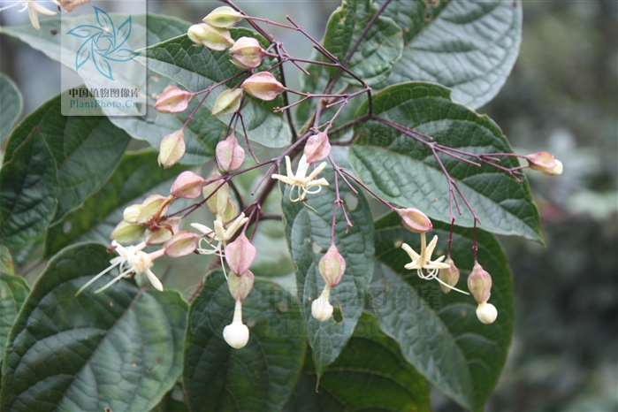 西垂茉莉 西垂茉莉