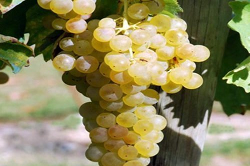 小滿勝(Petit Manseng) 小滿勝(Petit Manseng)