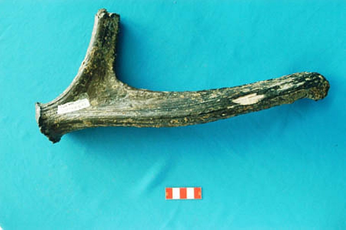 2005年發現的“海峽人”骨