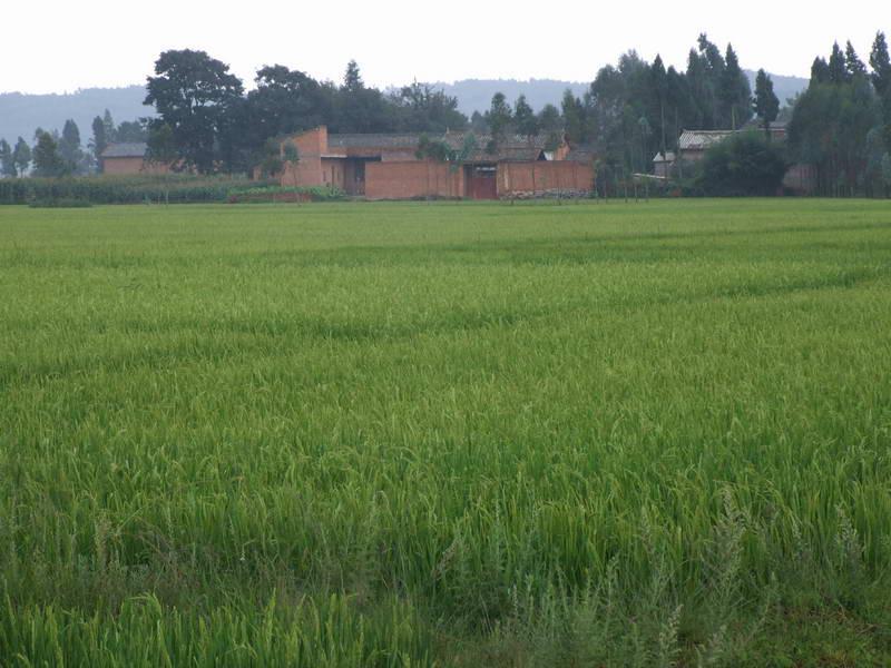 小華西村 小華西村