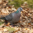 歐鴿(鳥類) 歐鴿(鳥類)