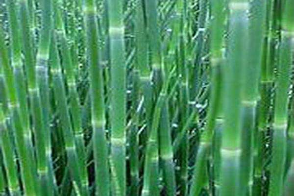 Equisetum hyemale