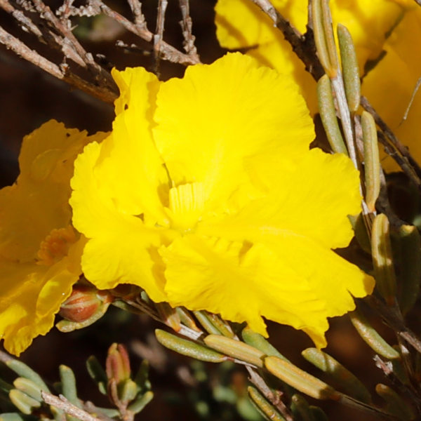 Hibbertia stenophylla
