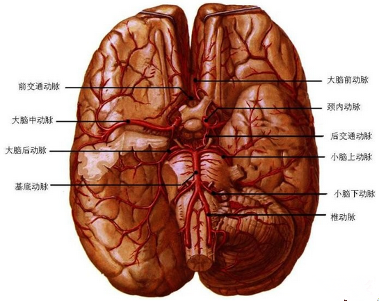 大腦動脈環