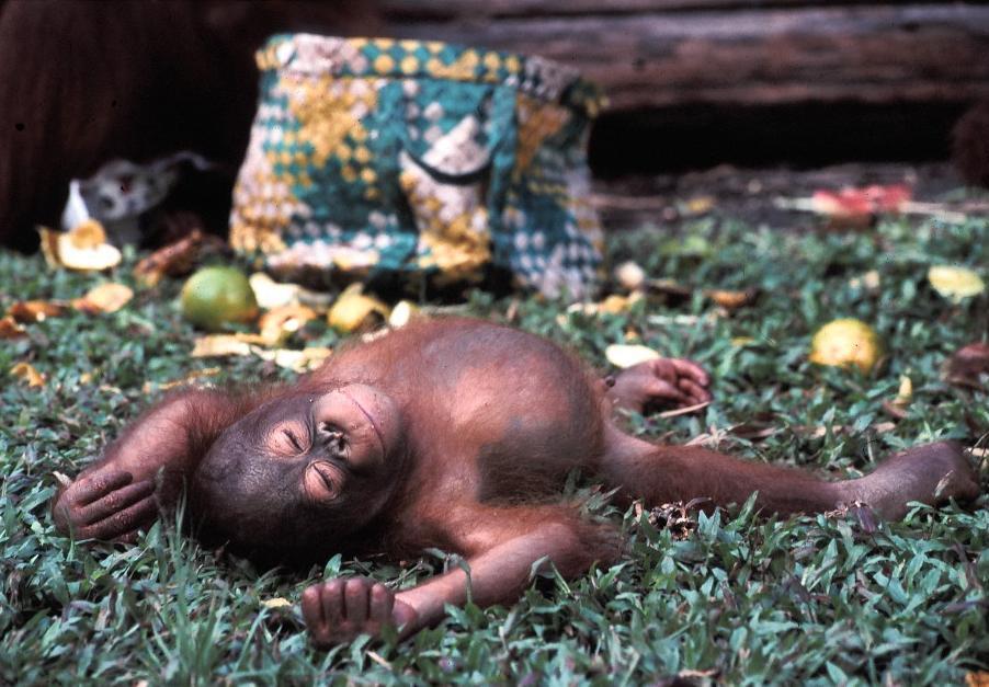 婆羅洲猩猩（幼崽）