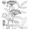 中亞澤芹 中亞澤芹