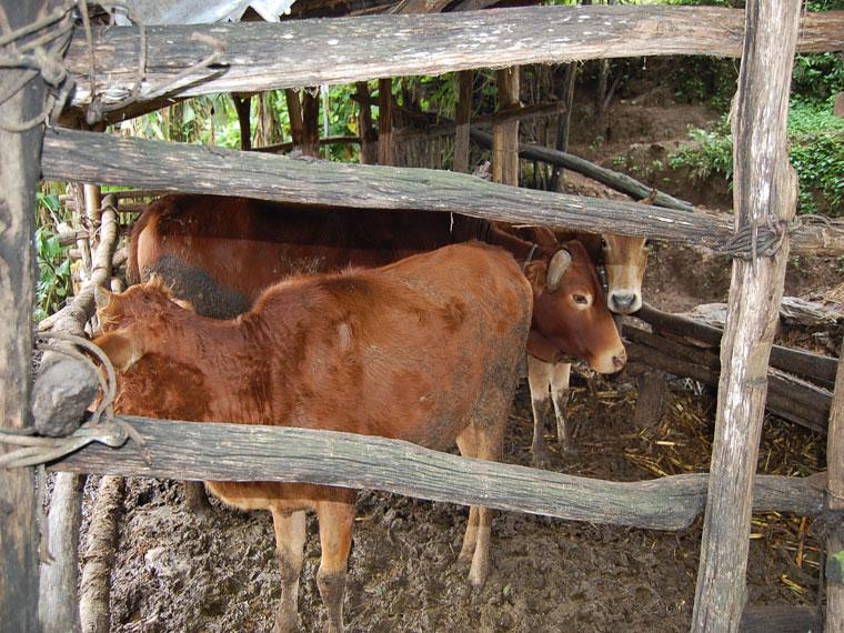拉竹山自然村-黃牛養殖