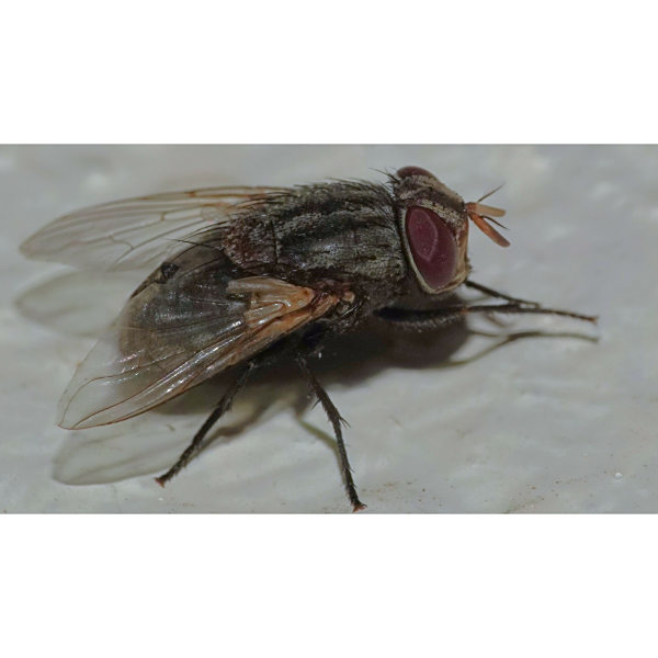 異芒雀蠅