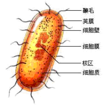 細菌有細胞周期