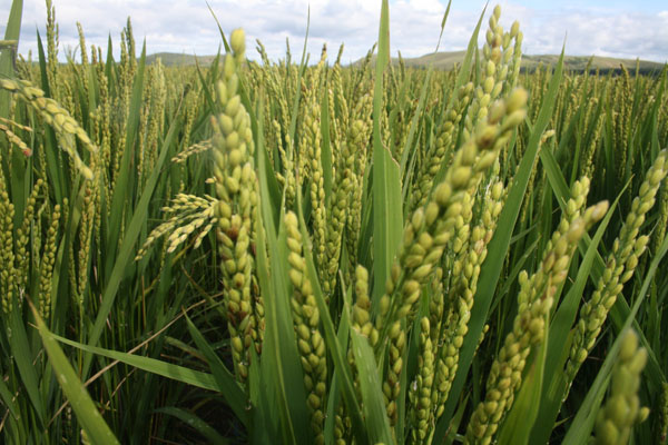 綠色大米水稻栽培生長法