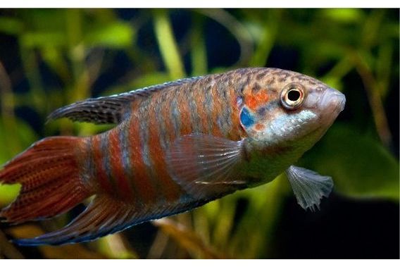 擬篦鬥魚屬 擬篦鬥魚屬