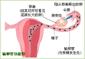 輸卵管功能圖