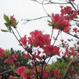 雙被杜鵑 雙被杜鵑