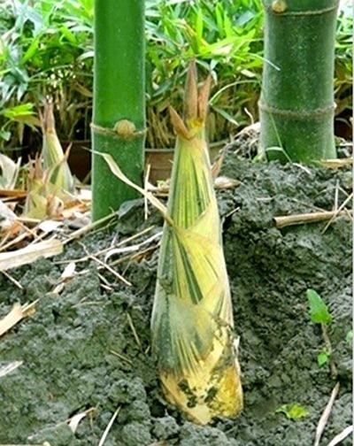 花龍丹 花龍丹