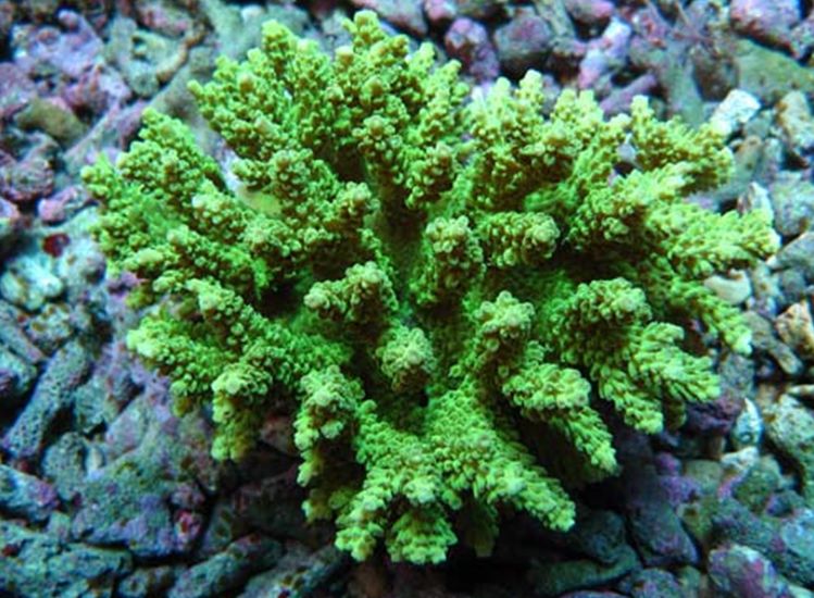 尖頭鹿角珊瑚