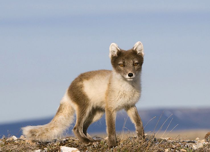 北極狐西伯利亞亞種