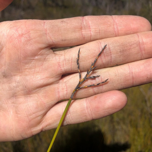 Lepidosperma clipeicola