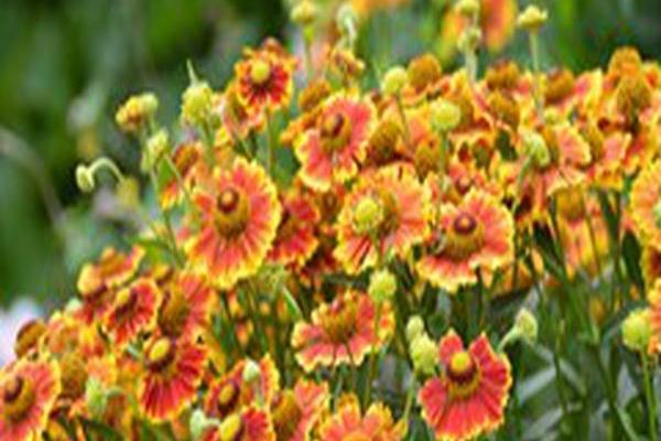 Helenium autumnale \x27Balsaluemb\x27 SALUD EMBERS Helenium autumnale \x27Balsaluemb\x27 SALUD EMBERS