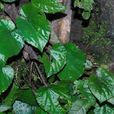 廣西秋海棠 廣西秋海棠