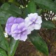 紫夜香花 紫夜香花