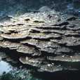 阿諾濱珊瑚