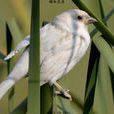 白麻雀(鳥類) 白麻雀(鳥類)