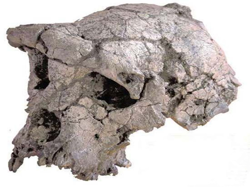 人類化石頭骨