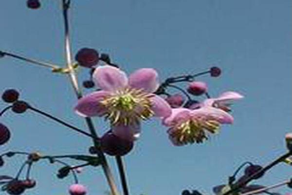 Thalictrum rochebruneanum