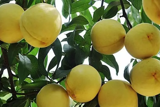 太和黃桃 太和黃桃