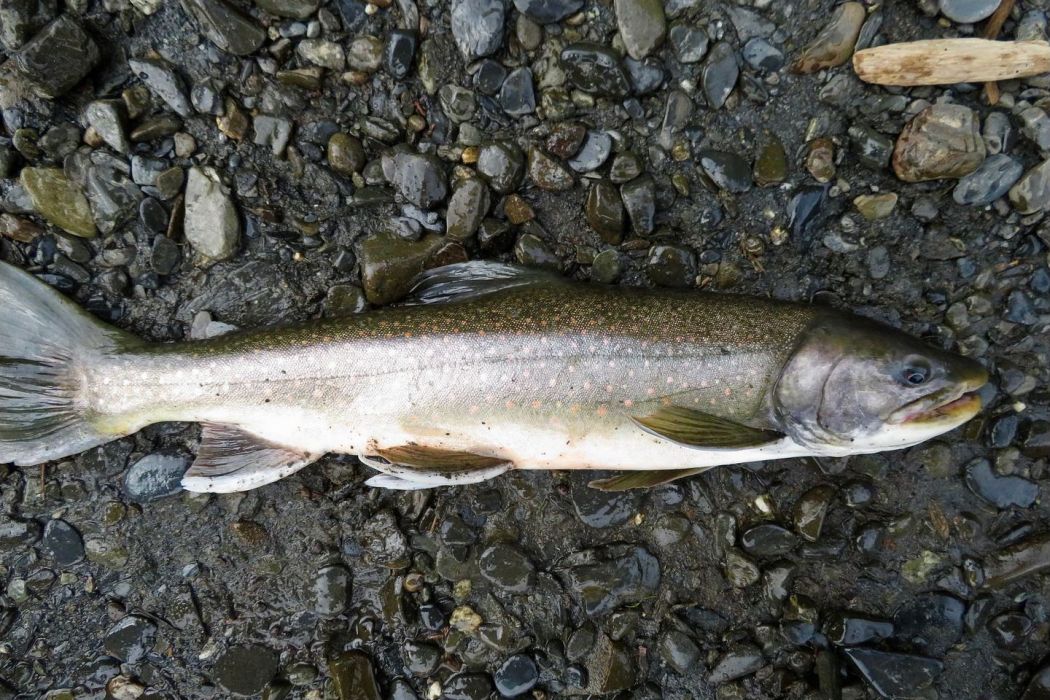 西藏弓魚 西藏弓魚