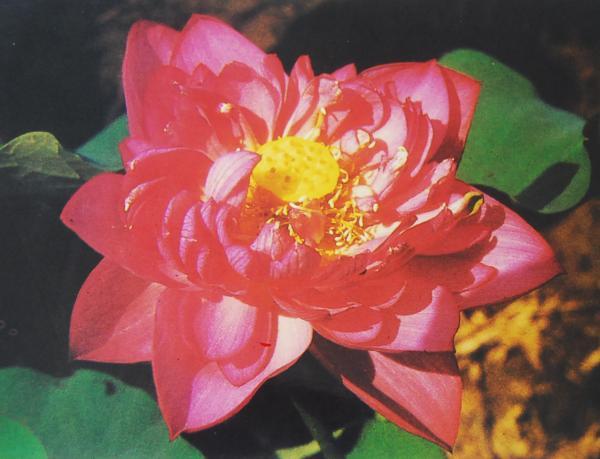 唐招提寺蓮 唐招提寺蓮