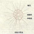 太陽蟲目 太陽蟲目