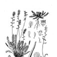 短梗棘豆 短梗棘豆