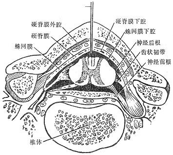蛛網膜下腔
