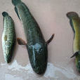 山斑魚
