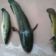 山斑魚 山斑魚