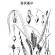 蔥狀薹草 蔥狀薹草