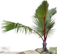 紅棕櫚